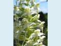 14_Orchidee