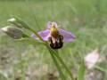 4_Orchidee