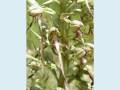 10_Orchidee