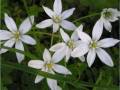 18_fleurs